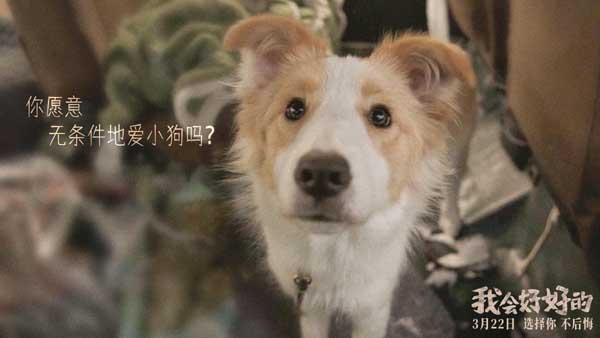 电影《我会好好的》定档3月22日温暖开春 张子枫王景春演绎人宠陪伴暖心故事